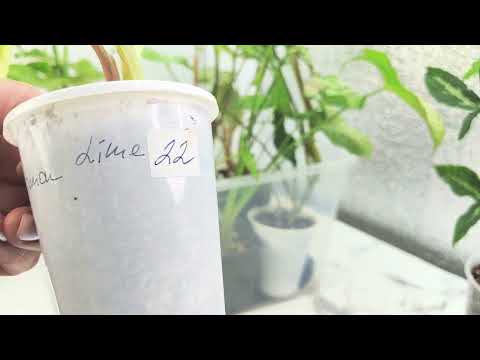 Видео: ИЗЛИШКИ растений на 25.09.25г 🌸ч2🌸☘️☘️#комнатныерастения #цветы #plants