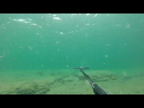 Видео: II Отрытый чемпионат по подводной охоте! 08.06.2019 г.