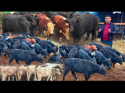 Видео: YILLAR ARZONCHISIGA TONNA BO’LADIGON ANGUS BUQALAR KELDI✅✅✅30 октября 2025 г.