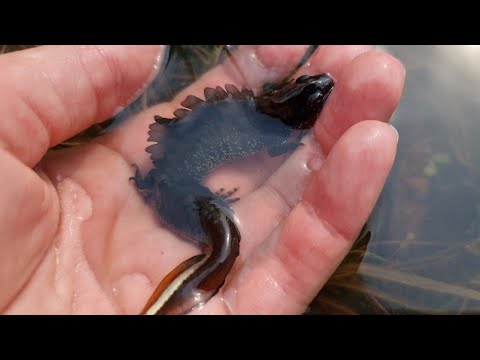 Видео: В поисках барсуков и водяных драконов. Залипла в луже, пришла в гости к лисичкам