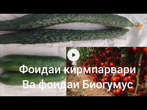 Видео: Фоидаи кирмпарвари Ва фоидаи Биогумус.. 