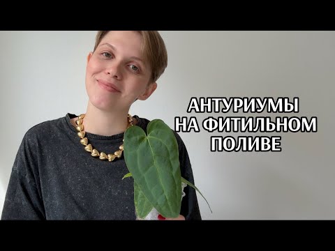 Видео: Как перевести антуриум на фитильный полив?