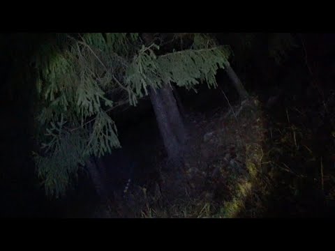 Видео: Ночной Зверь Нарушил Спокойствие. Рыбалка и Грибы.