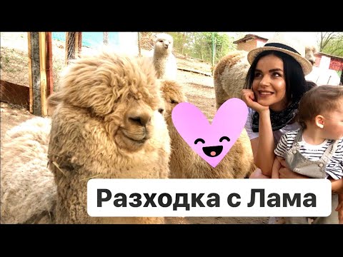 Видео: НАМЕРИХМЕ ЛАМИ и КЕНГУРУ ДО СОФИЯ