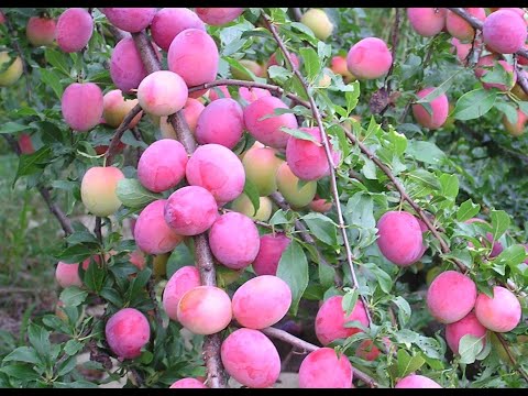 Видео: МОЙ НОВЫЙ ВИДЕОКУРС:   "НА ЧЁМ ОНИ ПЛОДОНОСЯТ?"