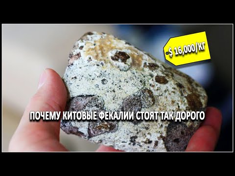Видео: Почему китовые фекалии стоят так дорого
