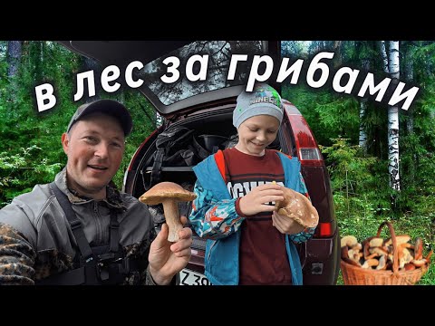 Видео: собираем грибы в лесу в Германии