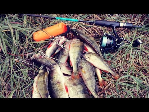 Видео: Окунь,щучка, голавль на микроджиг) рыбалка на реке Дон, Воронеж область)