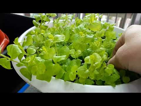 Видео: Вербейник монетчатый.