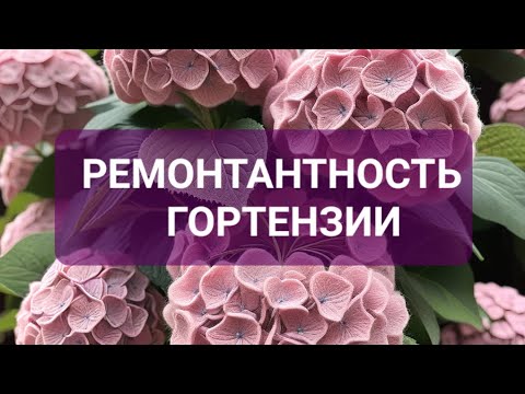 Видео: Как понять ремонтантная гортензия или нет?