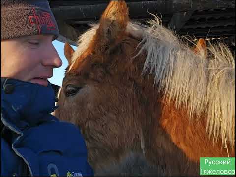 Видео: Самый красивый жеребёнок. Рыжий белогривый с широкой лысиной . Где он родился ...