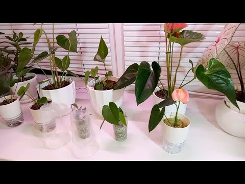 Видео: Мои новенькие антуриумы 🌱🌸