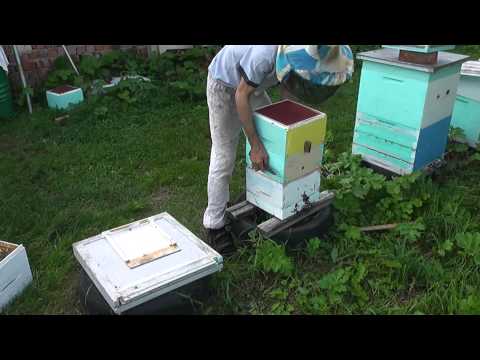 Видео: сезон одного мининуклеуса часть 2