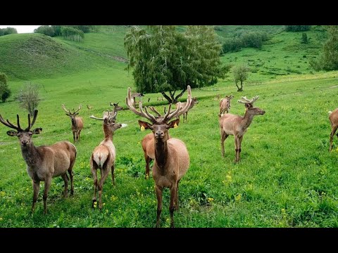 Видео: Шығыстың Швейцариясы