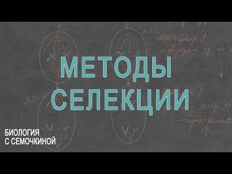 Видео: Методы селекции растений и животных