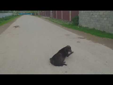 Видео: Қайнар | Райымбек ауданы | Алматы өңірі | 2021