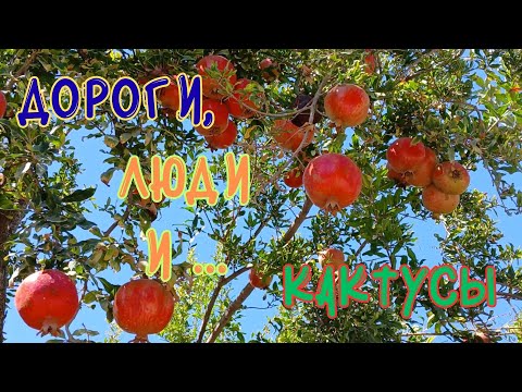 Видео: 🌄ДОРОГИ, ЛЮДИ И...КАКТУСЫ🌵 НЕТУРИСТИЧЕСКАЯ ТУРЦИЯ😎 #Мерсин2025 #Турция #Мерсин #жизньвтурции
