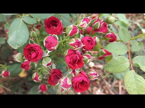 Видео: Розы на жаре ч.2. Второе цветение