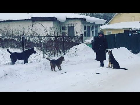 Видео: Как научить собаку не реагировать на других собак?!