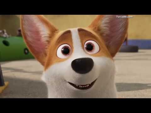 Видео: королевский корги клип