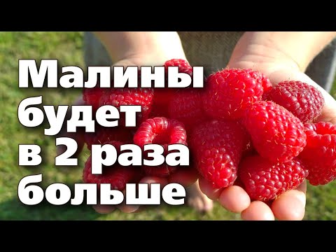 Видео: ЭТА ОБРЕЗКА НУЖНА РЕМОНТАНТНОЙ МАЛИНЕ ОСЕНЬЮ.  ПОСПЕШИТЕ!