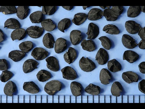 Видео: Как Собрать Семена Лука "Чернушка" Легко?