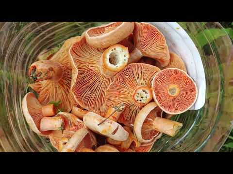 Видео: Опять рыжики. Август 2025