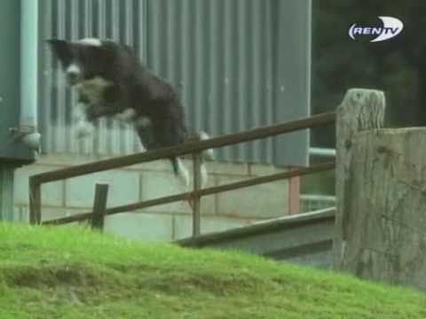 Видео: Дикая планета  Дом для кота (о хорьках)