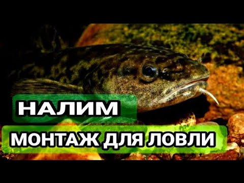 Видео: ОСНАСТКА ДЛЯ ЛОВЛИ НАЛИМА ОСЕНЬЮ. РАБОЧАЯ ДОНКА ( ЗАКИДУШКА ) НА НАЛИМА
