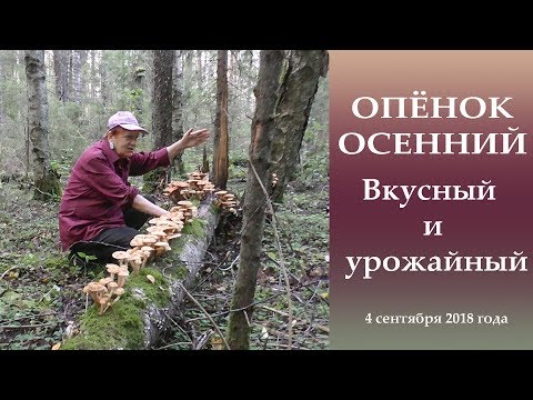 Видео: ОПЁНОК ОСЕННИЙ. Урожайный и вкусный.