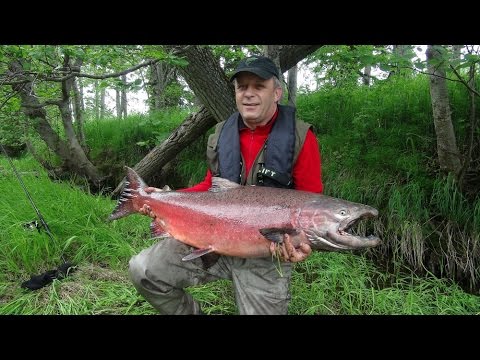 Видео: Рыбалка на Камчатке  Еловка, чавыча