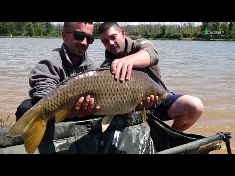 Видео: Трофейни Шарани на Арбовия язовир 2 част 2017 -  www.digitalstudio.bg