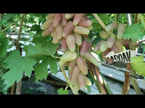 Видео: СУПЕР НОВИНКИ ОТ КАЛУГИНА! 🍇🍇🍇 WhatsApp и Viber +79528500417. ТЕЛ. +79054033245.