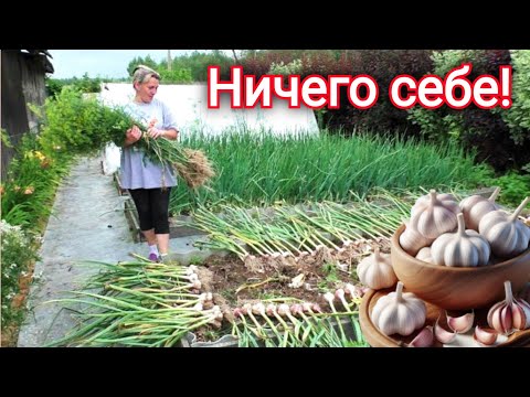 Видео: В деревне Беларуси. Картошка пропала, Чеснок с кулак, подготовка к зиме