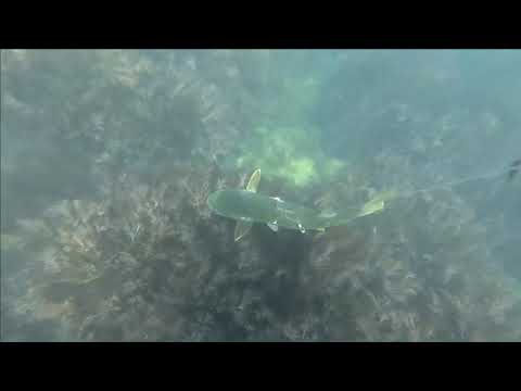 Видео: ПОДВОДНАЯ ОХОТА ЧЕРНОЕ МОРЕ ЗАМЕЧАТЕЛЬНЫЙ ЛОБАН ОСЕНЬ 2020