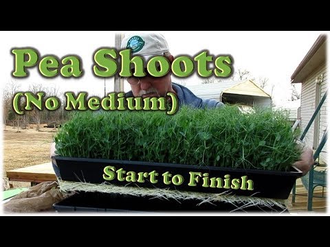 Видео: Микрозелень | Ростки гороха (без подкормки)