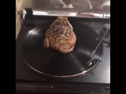 Видео: Лягушка крутится на пластинке 10 часов под Владимирский централ