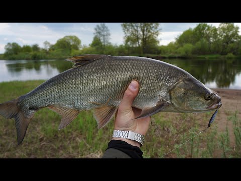 Видео: Ловля майского жереха: стики и пилькеры рулят!
