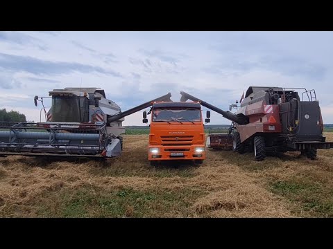 Видео: КамАЗ-6520. РАЗГРУЗКА НЕ ДЛЯ МЕНЯ...ВОЗИМ ПШЕНИЦУ