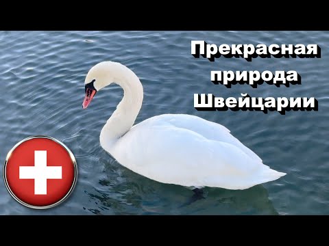 Видео: 🇨🇭 Прекрасная природа Швейцарии • Rapperswil • Настоящая Швейцария