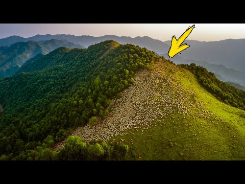 Видео: Они оставили тысячи овец умирать на пустынном острове. Но случилось удивительное!