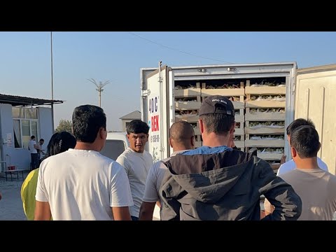 Видео: Олтиариқ узум бозор