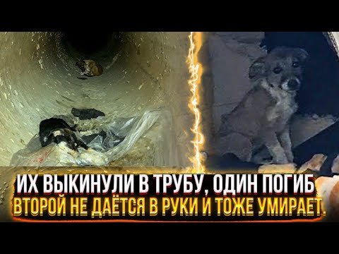 Видео: Их выкинули в трубу😱, один истёк кровью. Теперь умирает и вторая, мы не можем ее поймать.