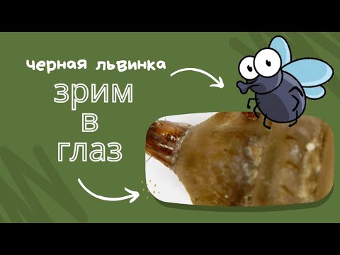 Видео: Линька львинки! Крупным планом