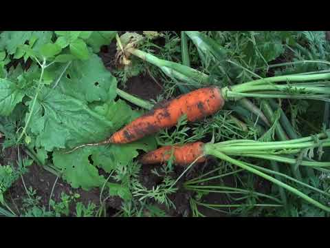 Видео: УПЛОТНЕННЫЕ ПОСАДКИ.