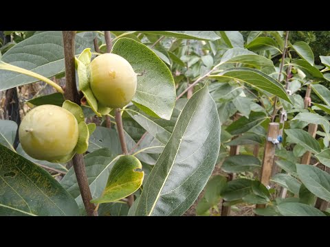 Видео: Саджанці хурми  2024 р. Саджанці закінчились !