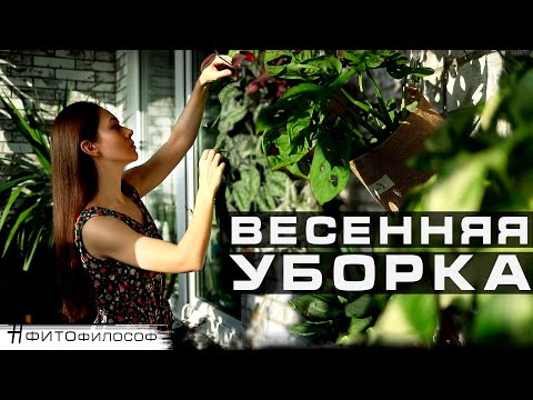 Видео: Весенняя уборка комнатных растений. RELAX VLOG #3🌿Черенкование, обрезка, замена и разрыхление грунта
