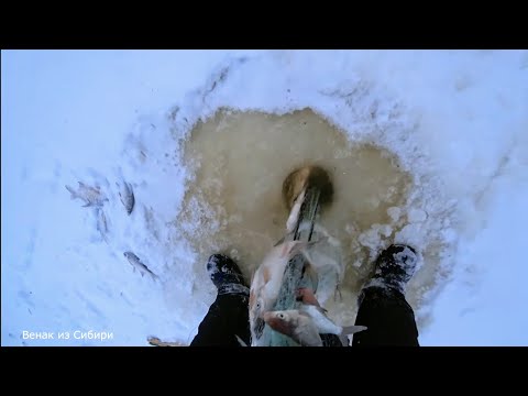 Видео: Хапуги трещали и не лезли в лунки!