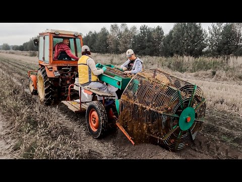 Видео: Уборка картофеля КОМБАЙНОМ SAMRO SPEZIAL С 60-х!