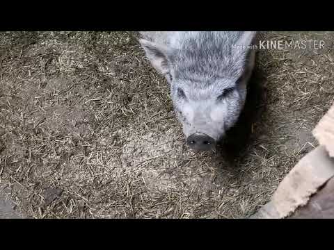 Видео: характер ВЬЕТНАМСКОЙ СВИНЬИ!